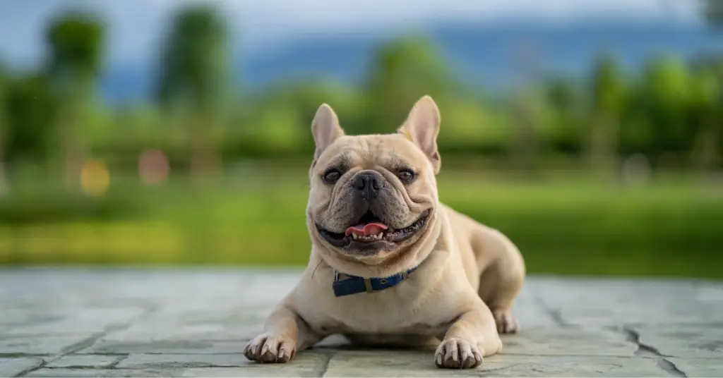 French Bulldog Frog-Legged Sprawl